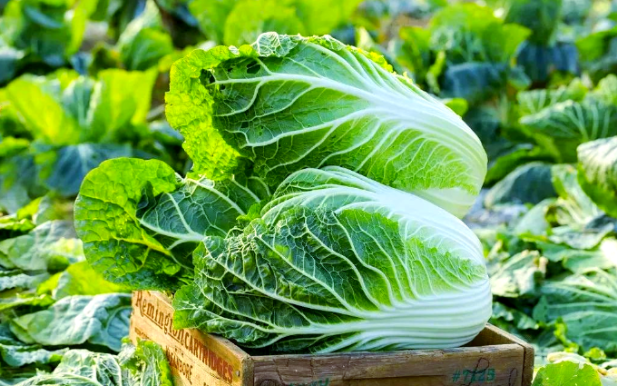 “甲醛白菜”舆情复盘：光天化日蘸药装车，一条暗访视频如何一夜引爆全网食品安全震怒