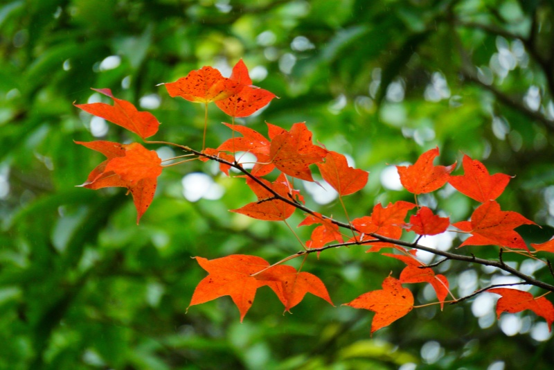 舆情回复的正确方式说法分享