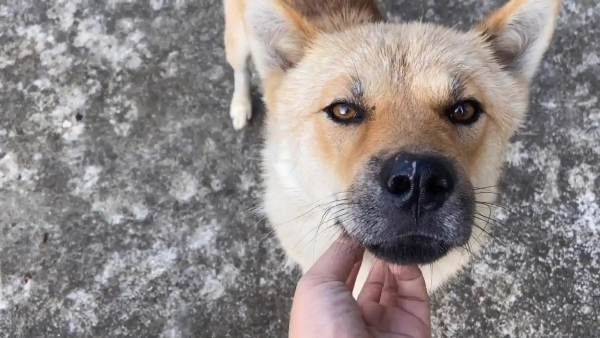 流浪动物治理舆情分析：爱心保护与公共安全之间的社会共识难题